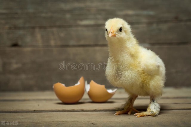 深夜进楼踩死流浪猫,深夜进楼踩死流浪猫好不好