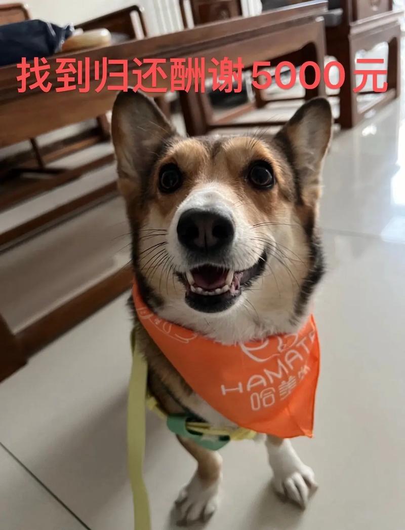 狗身挂几百元求收养,有的有钱人能收养几百狗,为啥不利用这些钱去支援贫困儿童?