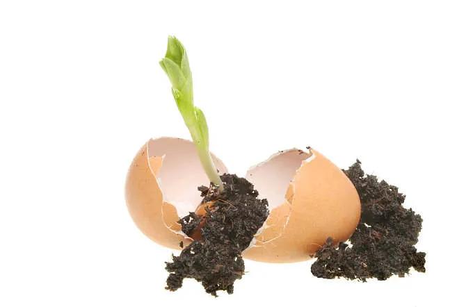 有公司开发人造子宫 ,人造子宫鲨鱼是什么意思？