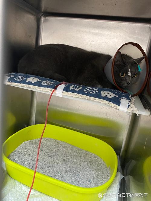 宠物医院输血1次4千,宠物医院输血1次4千多正常吗