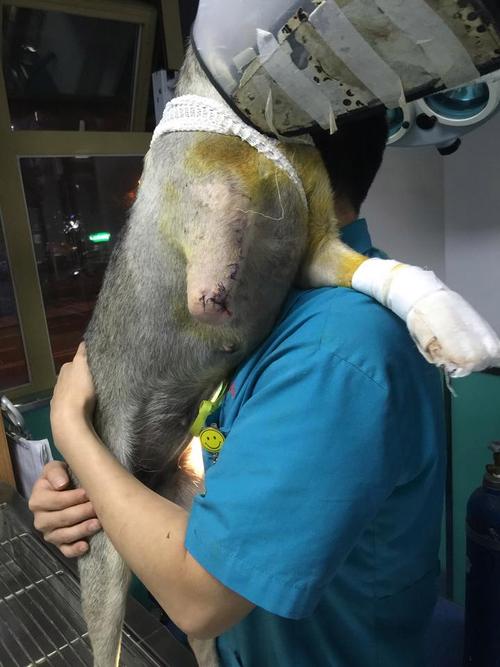 宠物医院输血1次4千,宠物输血需要配型吗?