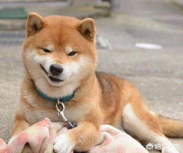 高校拟设打呼噜宿舍,大学宿舍打呼噜学校管吗