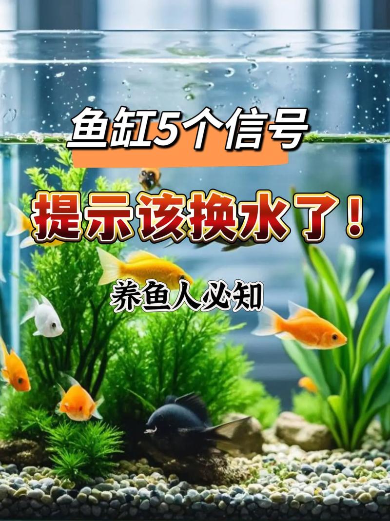 买观赏鱼收到1袋水,新买的观赏鱼,水和鱼一起倒缸里吗?还是就放鱼,不要袋里的水?