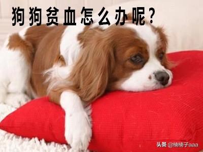 宠物医院输血1次4千,不同物种间能够输血吗？