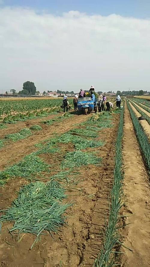 偷饭店门口8捆大葱,偷饭店门口8捆大葱犯法吗