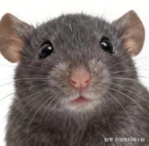 4只太空鼠吃上果冻,4只太空鼠吃上果冻会怎么样