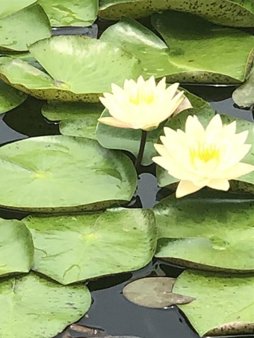 水上芭蕾如何练成的,水上芭蕾科学实验目标?