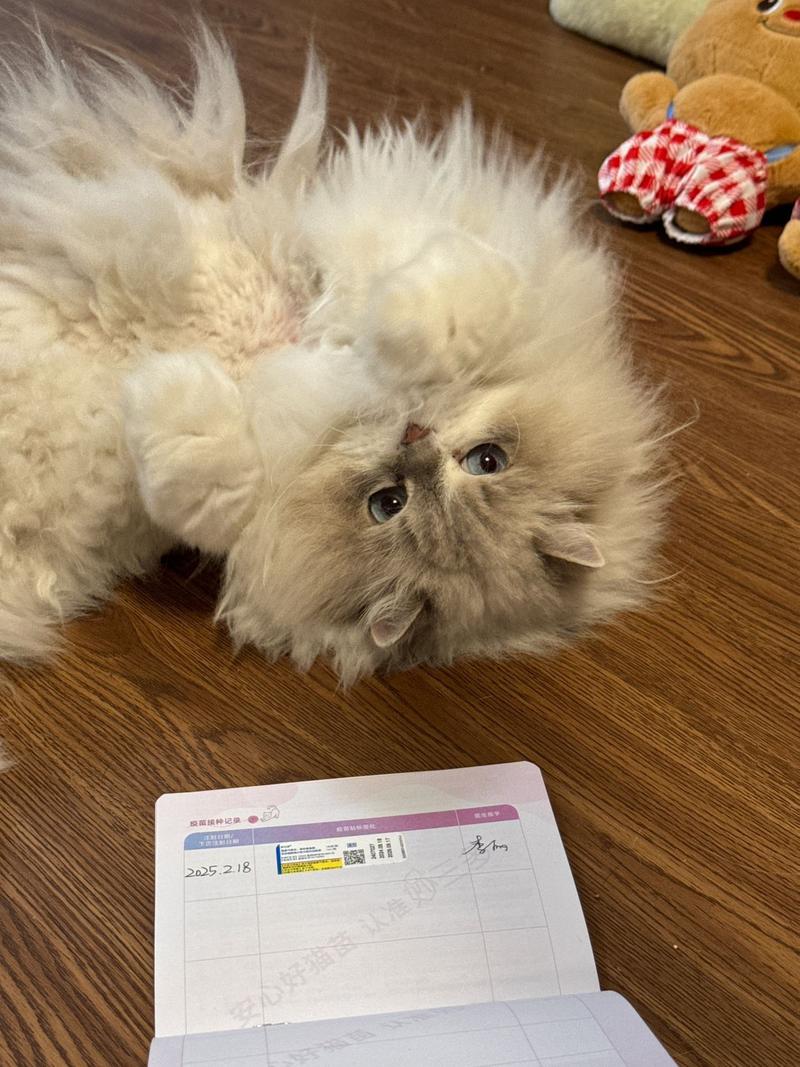 猫打疫苗6天后死亡,猫打疫苗6天后死亡原因