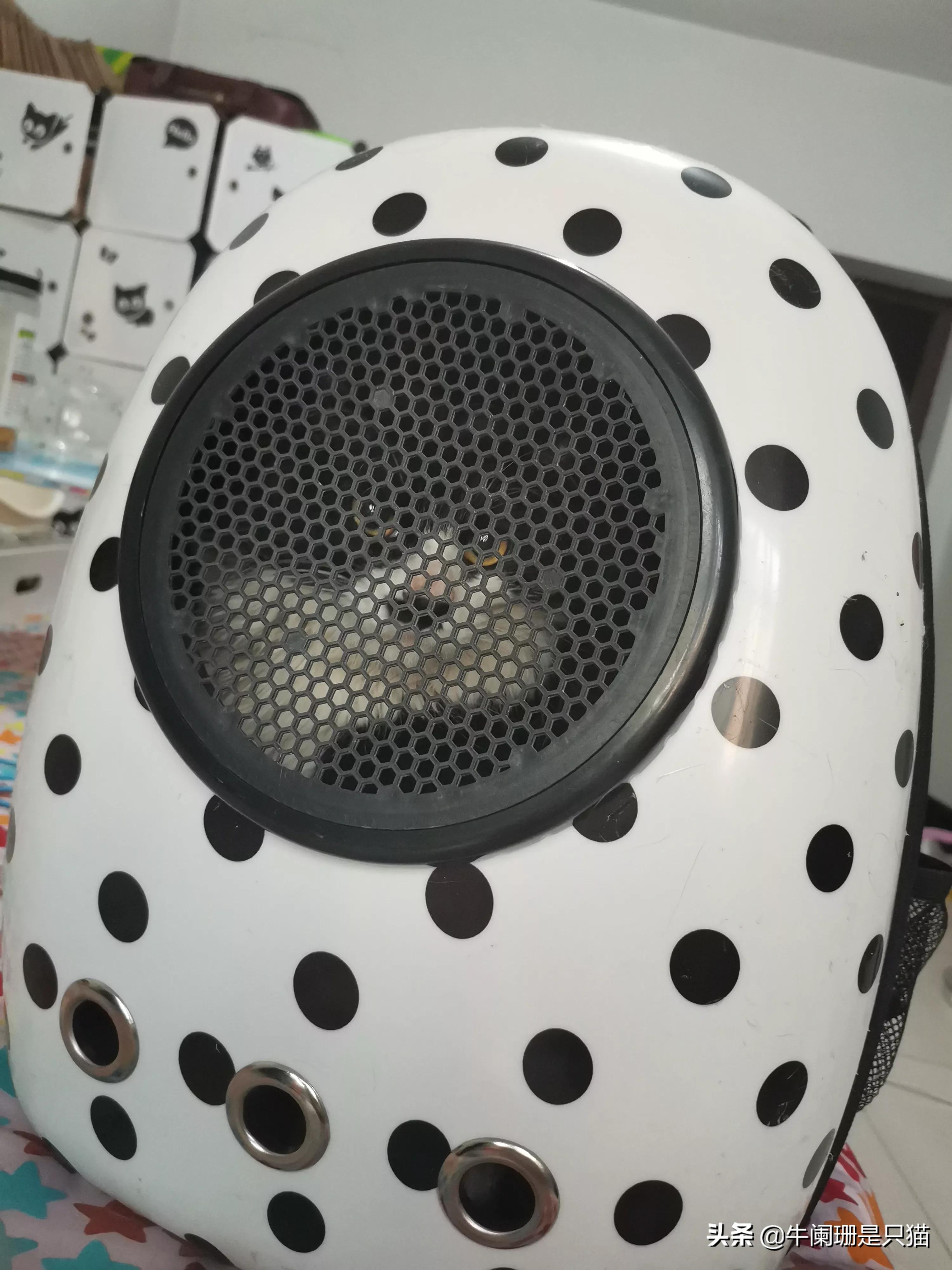 猫打疫苗6天后死亡,猫打疫苗6天后死亡原因 猫打疫苗6天后死亡,猫打疫苗6天后死亡原因