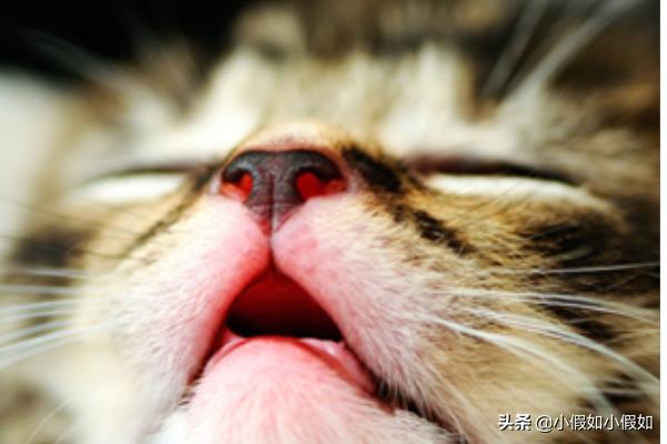 猫打疫苗6天后死亡,猫咪注射疫苗后反应及面临的问题? 猫打疫苗6天后死亡,猫咪注射疫苗后反应及面临的问题?