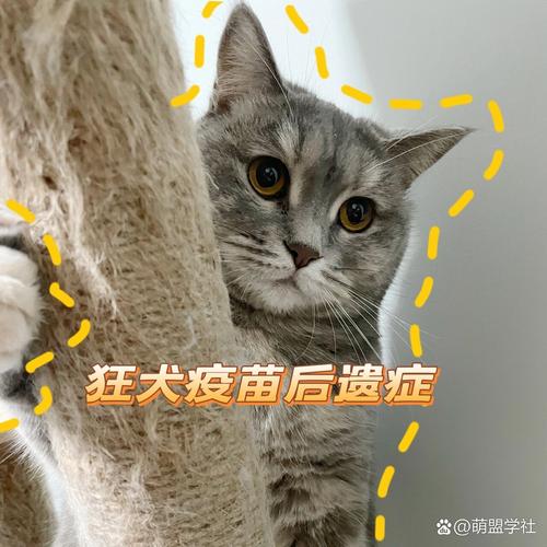 猫打疫苗6天后死亡,小猫打疫苗发烧正常吗?