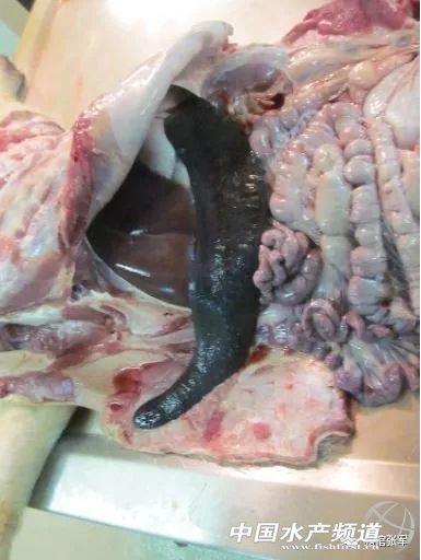 非洲大屠杀上千人死,“非洲猪瘟”从学校合作社养殖场出现,这的肉学生还能吃吗?该怎么办?