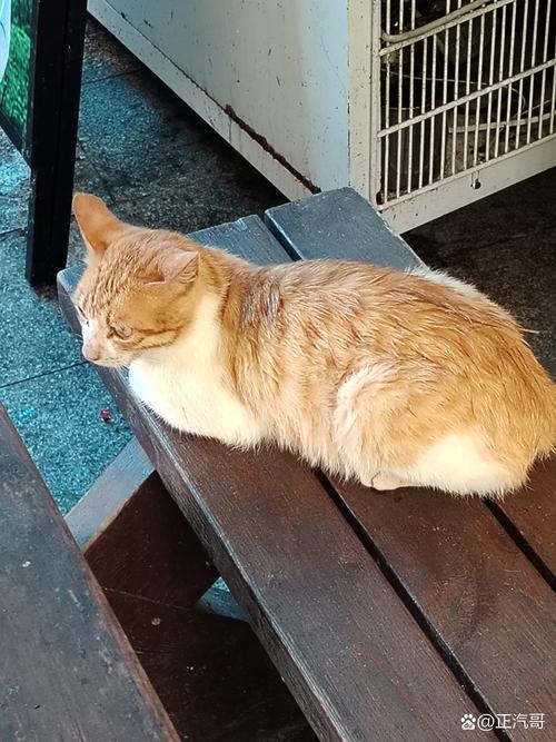 猫打疫苗6天后死亡,猫打完疫苗后一直叫,咋回事?