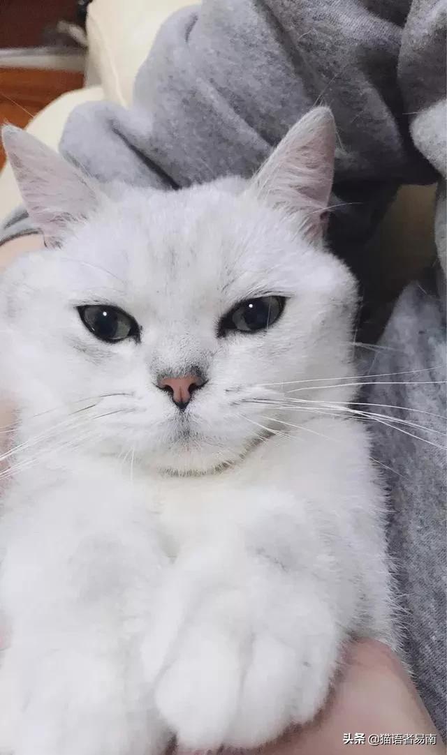 猫打疫苗6天后死亡,猫咪注射了过期疫苗? 猫打疫苗6天后死亡,猫咪注射了过期疫苗?