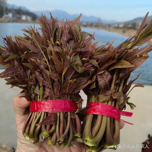 网红菜是云南绿化带,绿化带的青绪菜能吃吗?