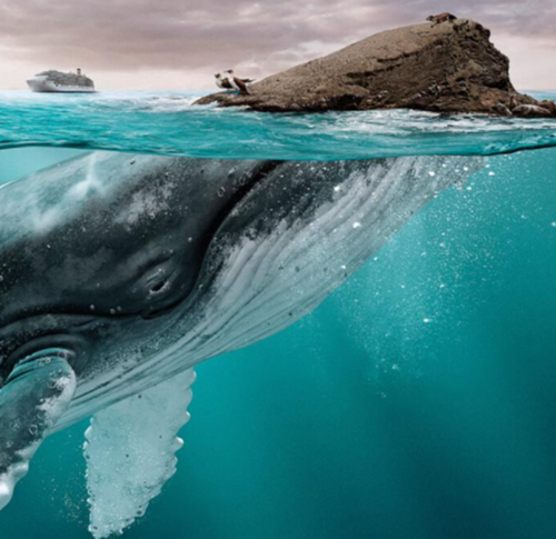 海边现12米鲸鱼尸体,鲸鱼尸体为什么出现在汕头海滩?