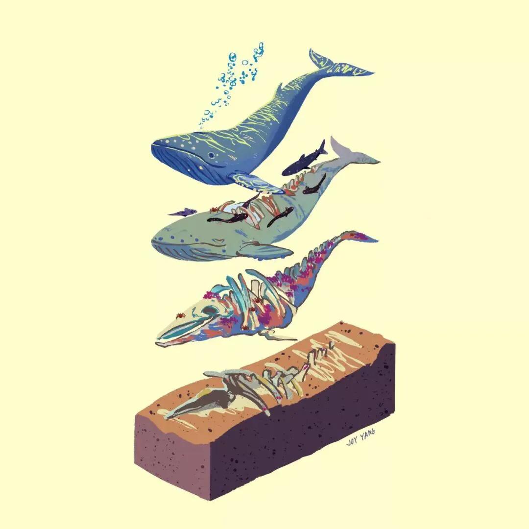 海边现12米鲸鱼尸体,鲸鱼尸体为什么出现在汕头海滩? 海边现12米鲸鱼尸体,鲸鱼尸体为什么出现在汕头海滩?