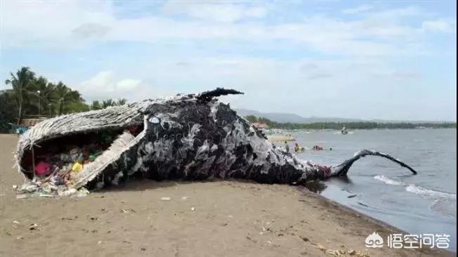 海边现12米鲸鱼尸体,海里鲸鱼 海边现12米鲸鱼尸体,海里鲸鱼