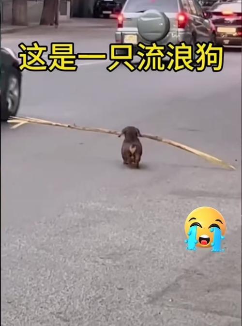 骑车射杀狗狗后偷走,骑车射杀狗狗后偷走了