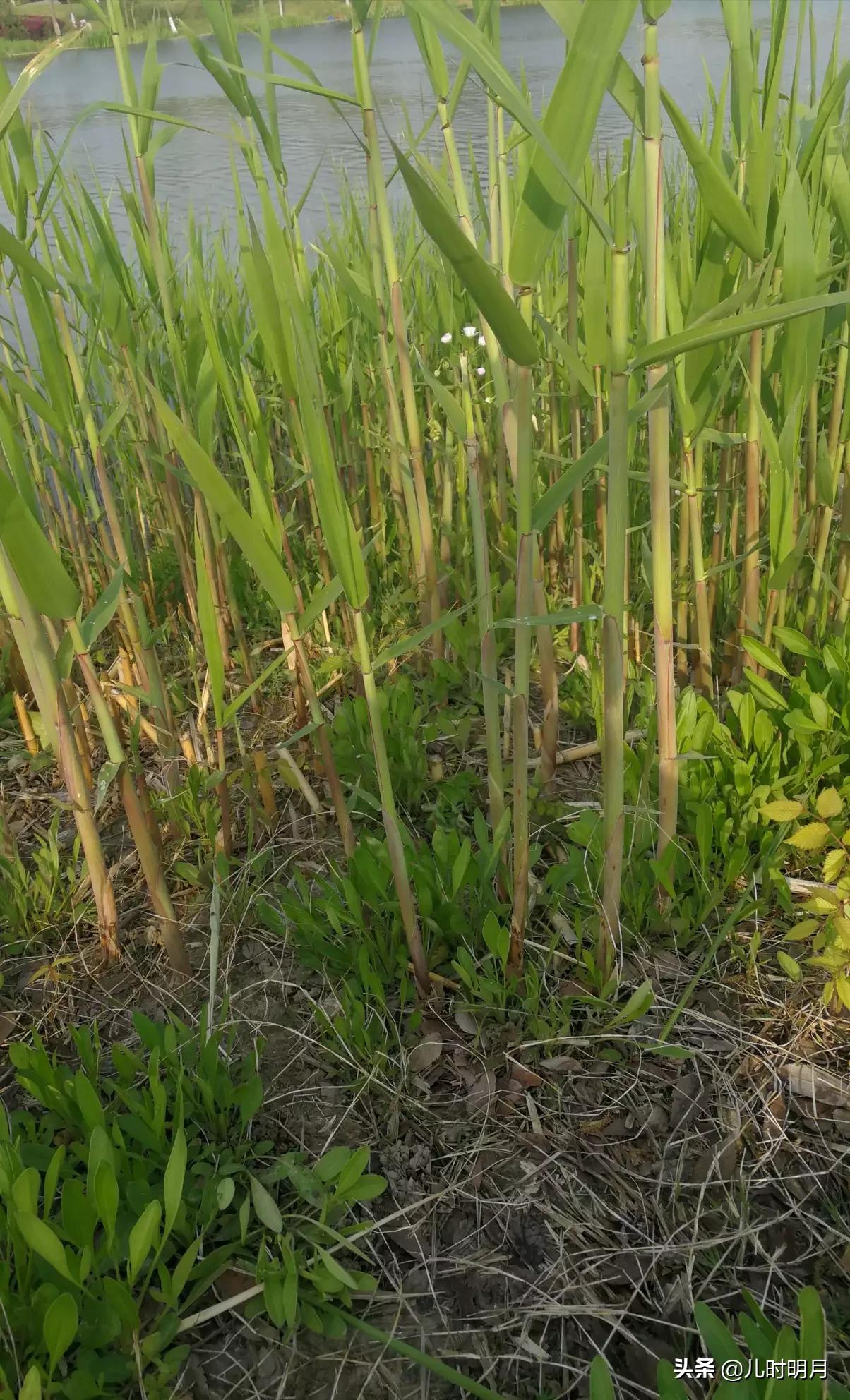 下下下个月大年初一,大年初一下一个是几月？