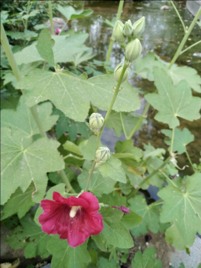 60岁孕妇生下男婴,60岁孕妇生下男婴视频