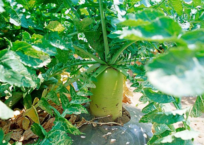 上海萝卜98元一根,上海秋天白萝卜种植时间?