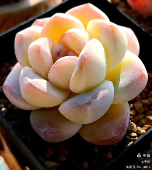 冷美人获38000奖励,冷美人多肉怎么养?