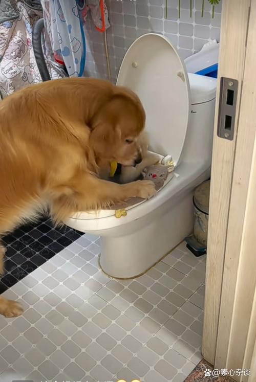 上厕所是个危险动作,狗要上厕所会怎样表现?