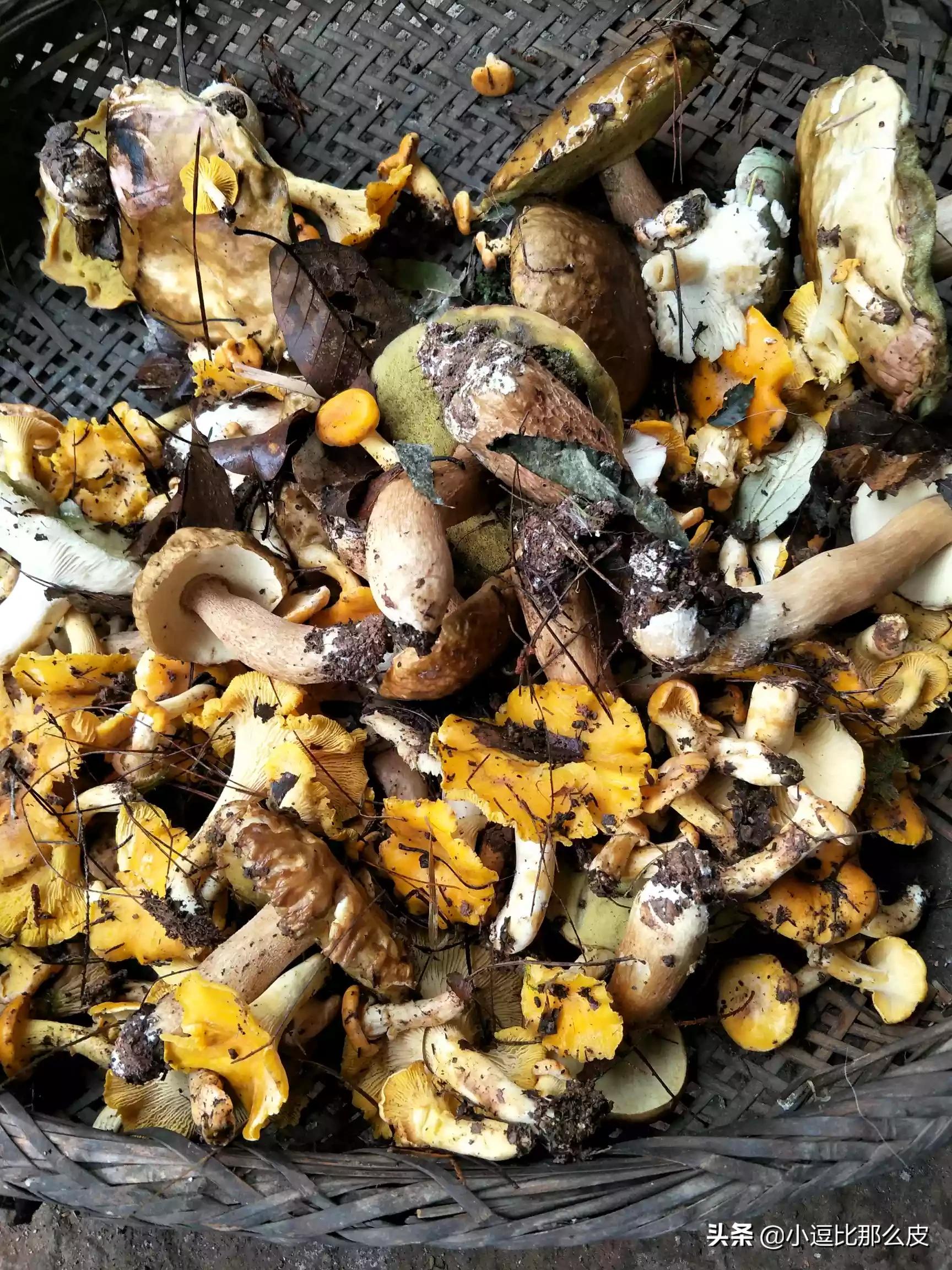 吃菌中毒女童身亡,蘑菇中毒的原因是什么？