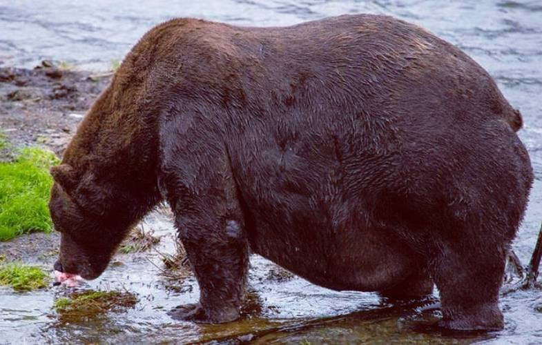 日本熊可能不会冬眠,熊会不会冬眠吗?