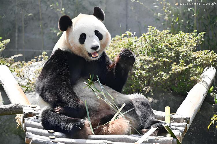 旅日大熊猫即将回国,旅日20年熊猫将回国 视频