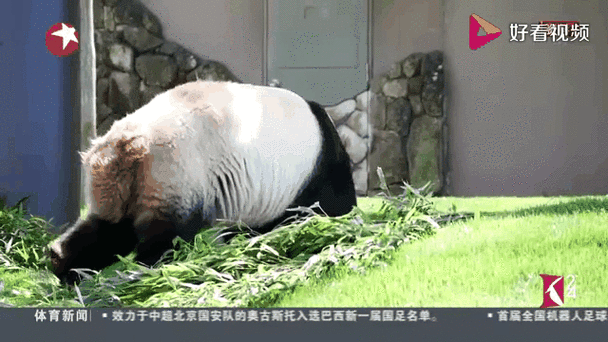 日本马上没大熊猫了,日本马上没大熊猫了吗