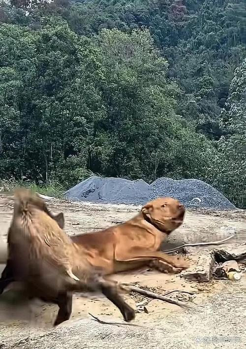 野猪夜闯九江闹市,野猪闹事!江西九江野猪乱窜,“全民杀猪”或成趋势,行得通吗?