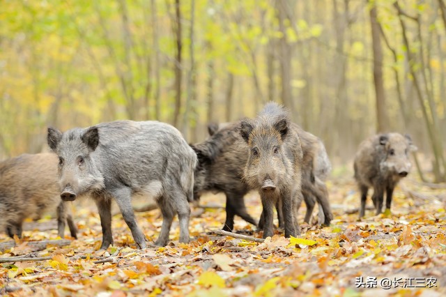 野猪夜闯九江闹市,野猪闹事!江西九江野猪乱窜,“全民杀猪”或成趋势,行得通吗? 野猪夜闯九江闹市,野猪闹事!江西九江野猪乱窜,“全民杀猪”或成趋势,行得通吗?
