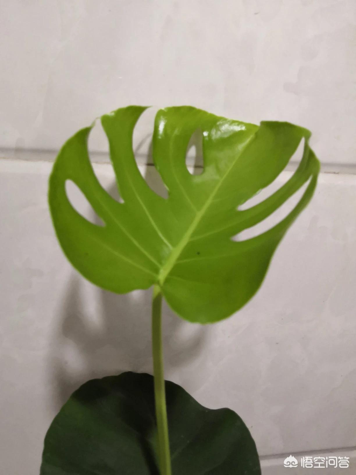 自残威胁是家庭暴力,自残威胁是家庭暴力吗