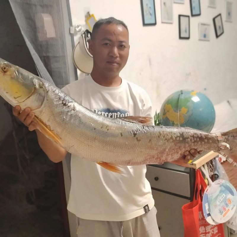 违法垂钓20公斤鳡鱼,钓鳡鱼犯法吗