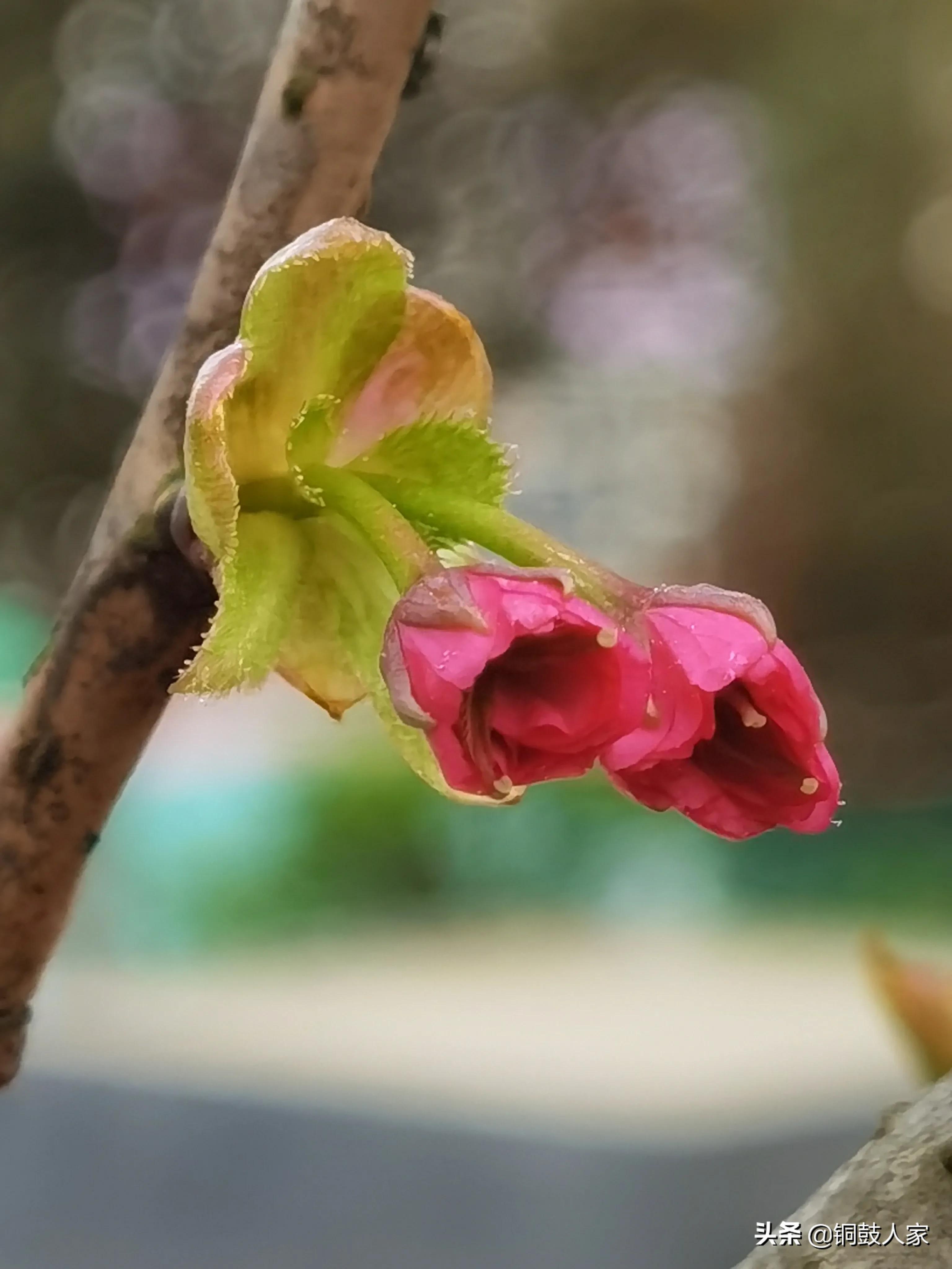 一分钟跳楼两次被救,学生跳楼事件频繁发生，老师要怎么做？学校要注意哪些问题？