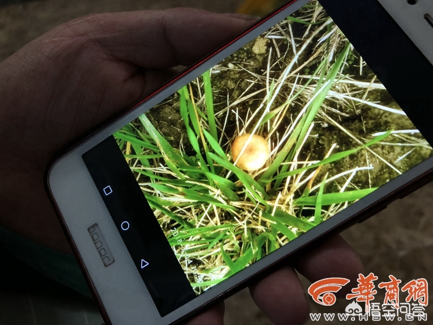 吃菌中毒3死2伤,西安母女3人误食野生蘑菇中毒，小女儿身亡，你怎么看？