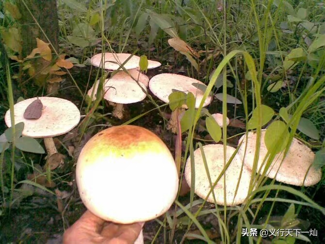 吃菌中毒3死2伤,吃菌子中毒的症状有哪些？