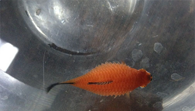 裙内查获229条活鱼,彩裙鱼为什么躺着？