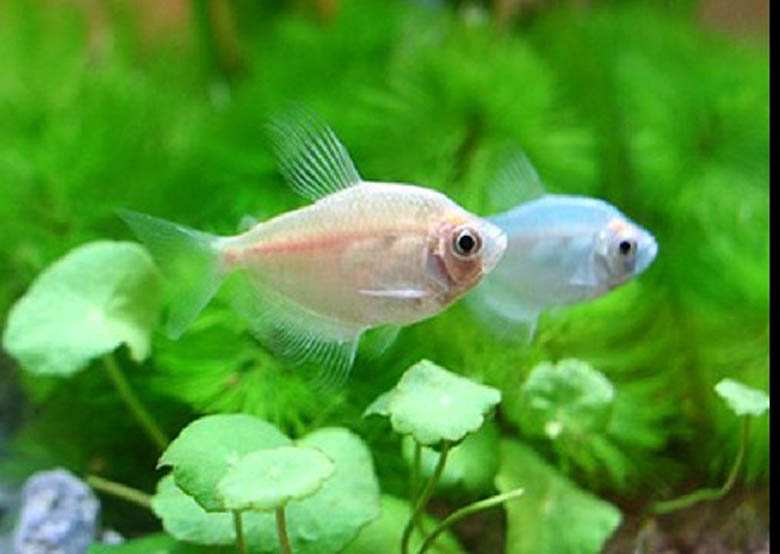 裙内查获229条活鱼,彩裙鱼是什么鱼？