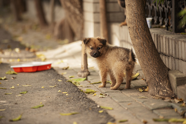 明年遛狗不拴绳违法,遛狗不拴绳该入刑法？