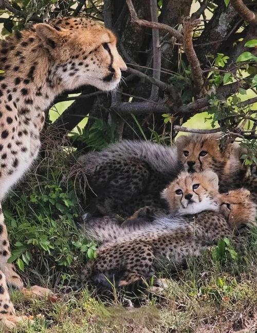 山西一花豹爬进院子,山西哪里野生豹最多?