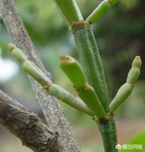 云南发现寄生花,云南寄生茶是什么？