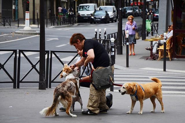 明年遛狗不拴绳违法,明年遛狗不拴绳违法吗