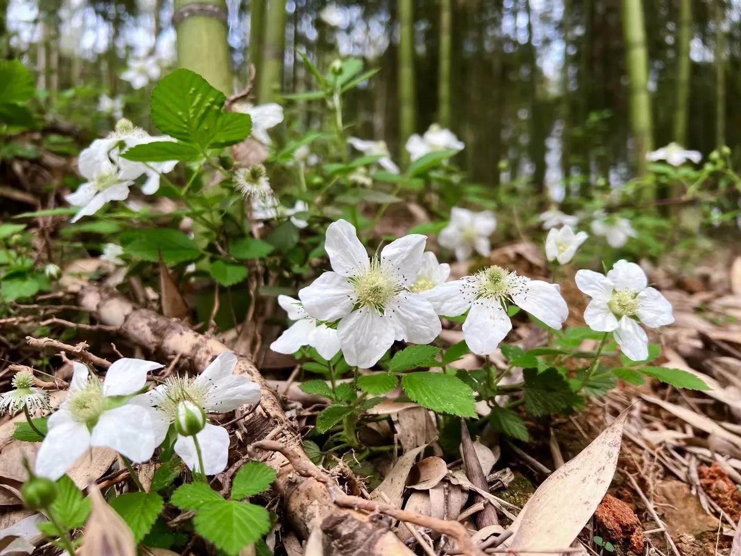 赴日旅游在机场坠亡,赴日旅游在机场坠亡怎么办
