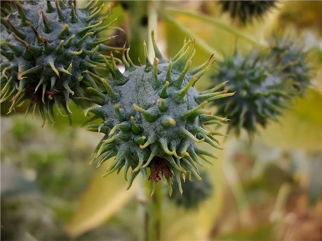 吞20粒蓖麻子致中毒,绝命毒师里老白用的,蓖麻毒素,蓖麻豆子能用手摸么?