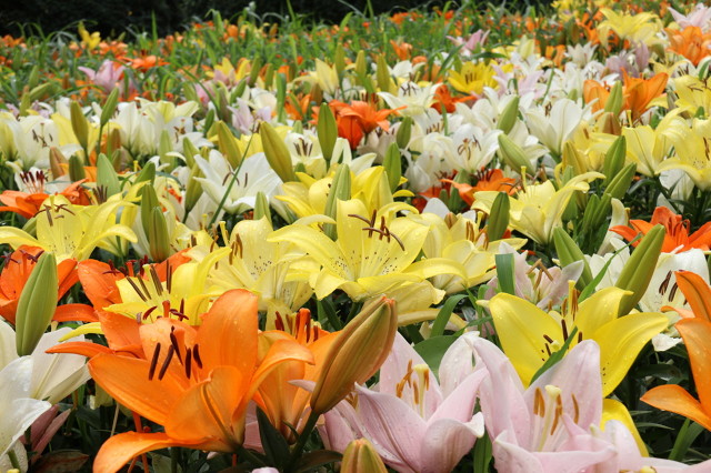 深圳消防支援香港,深圳消防支援香港人员