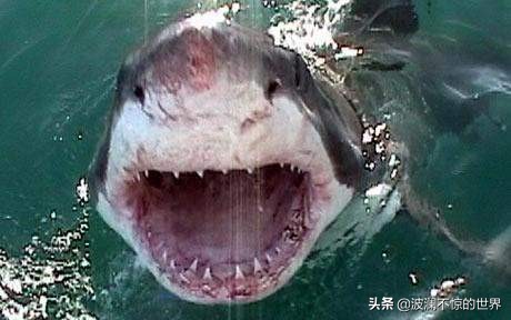 生理期潜水被鲨鱼咬,潜水被鲨鱼咬死