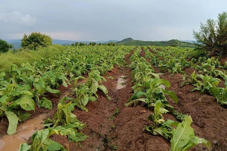 每户发5万受灾津贴,农户受灾补贴政策?